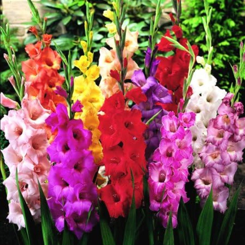 Mixed Gladiolus Flower Seeds for Planting