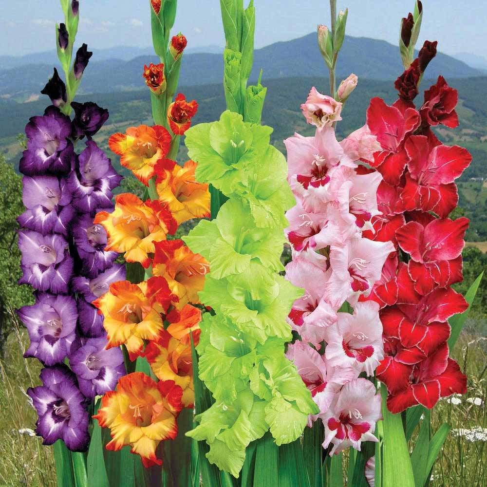 Mixed Gladiolus Flower Seeds for Planting