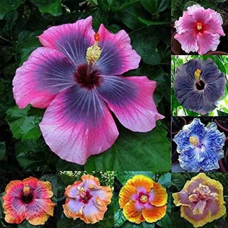 Mixed Hibiscus Seeds