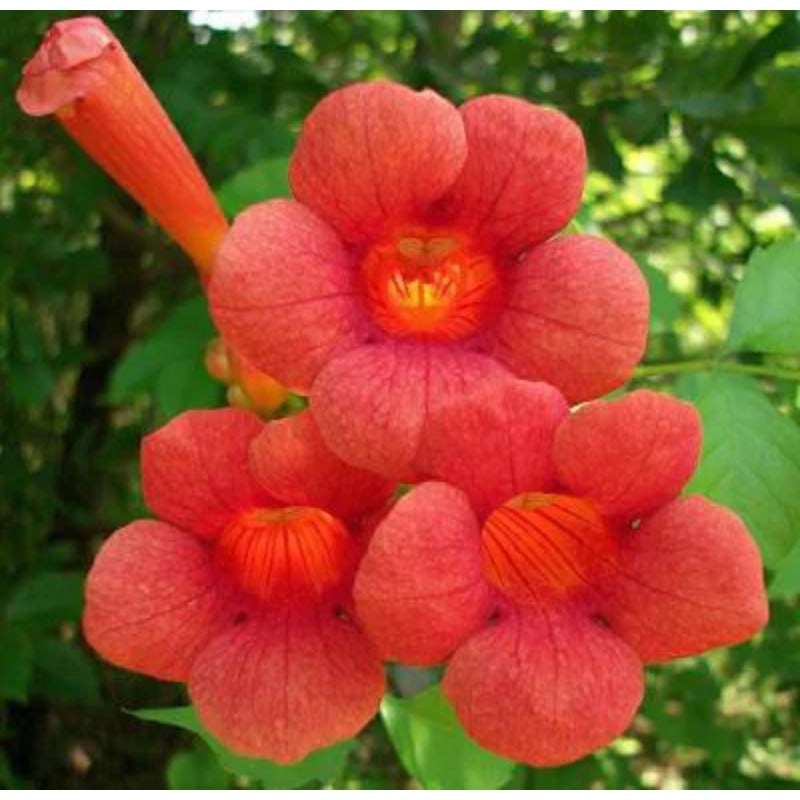 Red Hummingbird Trumpet Seeds