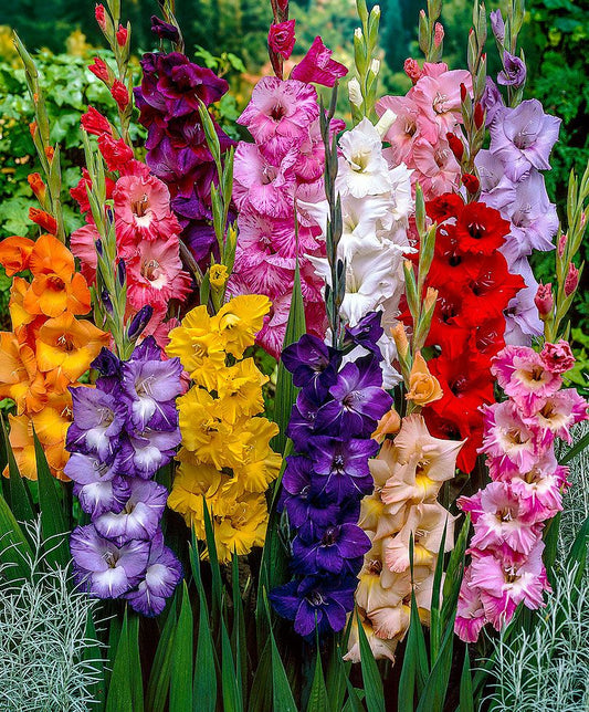 Mixed Gladiolus Flower Seeds for Planting