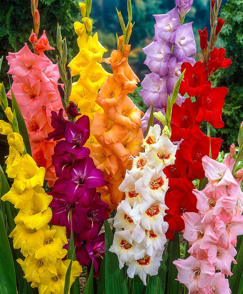 Mixed Gladiolus Flower Seeds for Planting