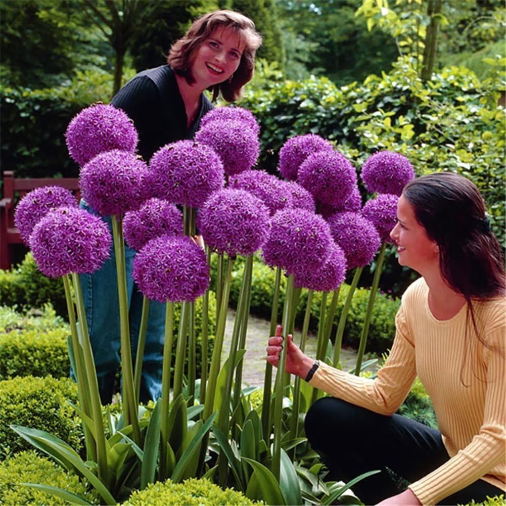 Allium Giganteum Seeds