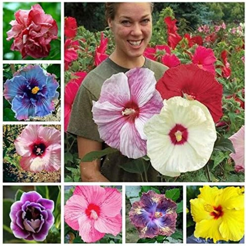 Mixed Hibiscus Seeds