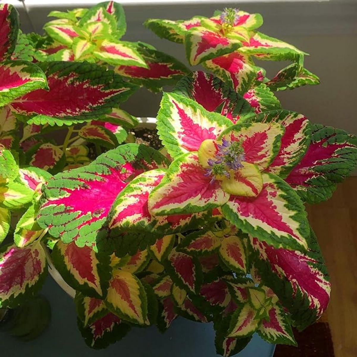 Rainbow Coleus Seeds