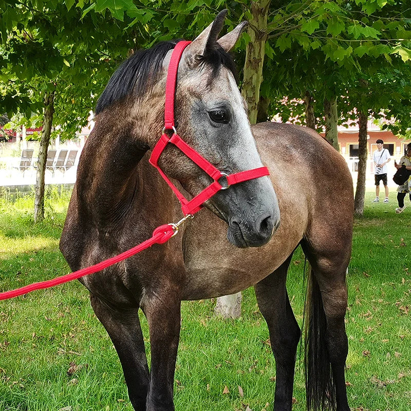 Bridle/Halter