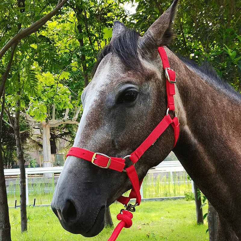 Bridle/Halter