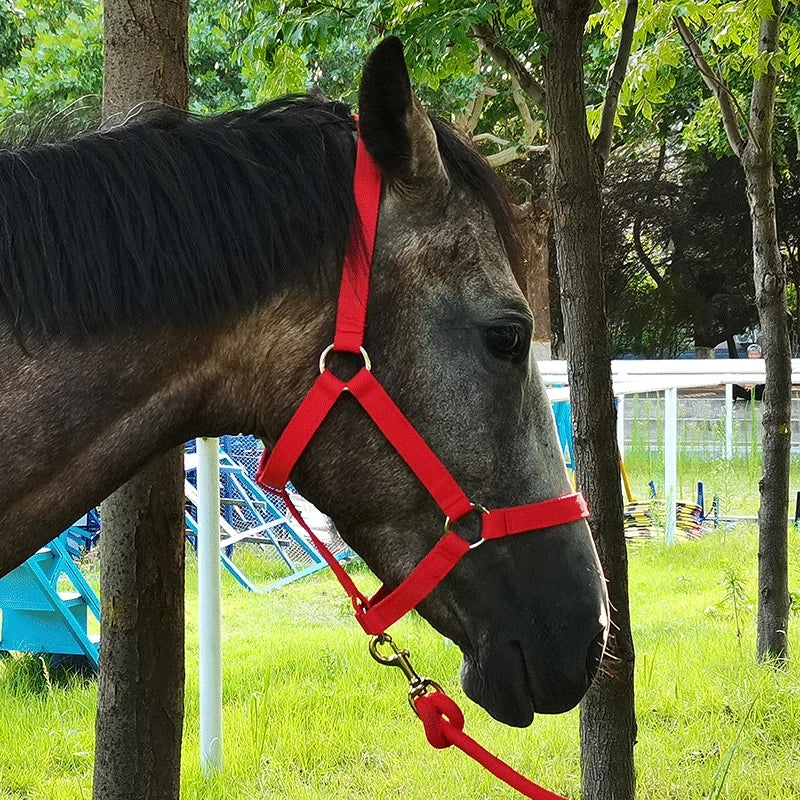 Bridle/Halter