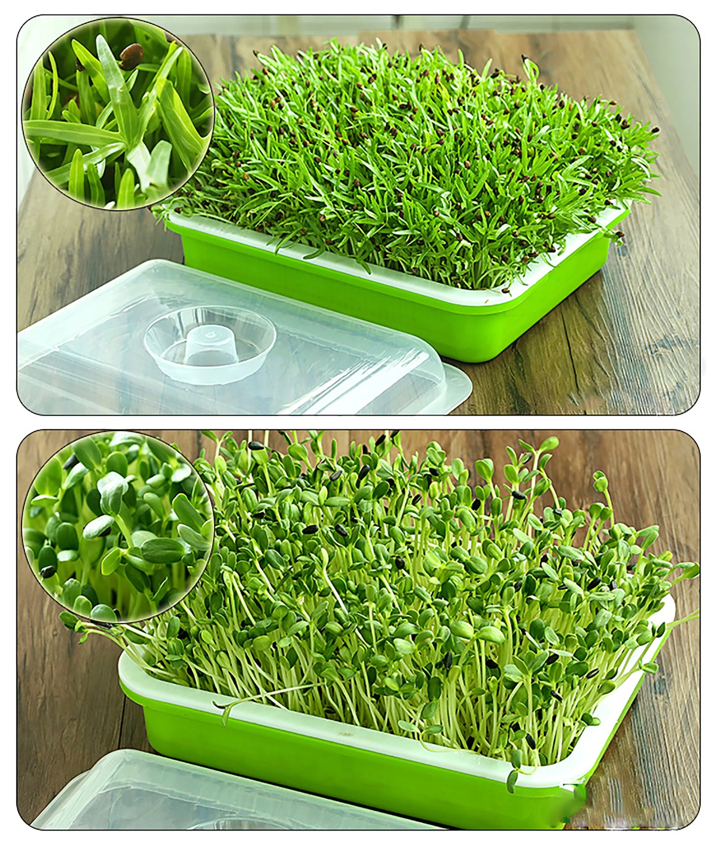 Sprouting Tray With Cover