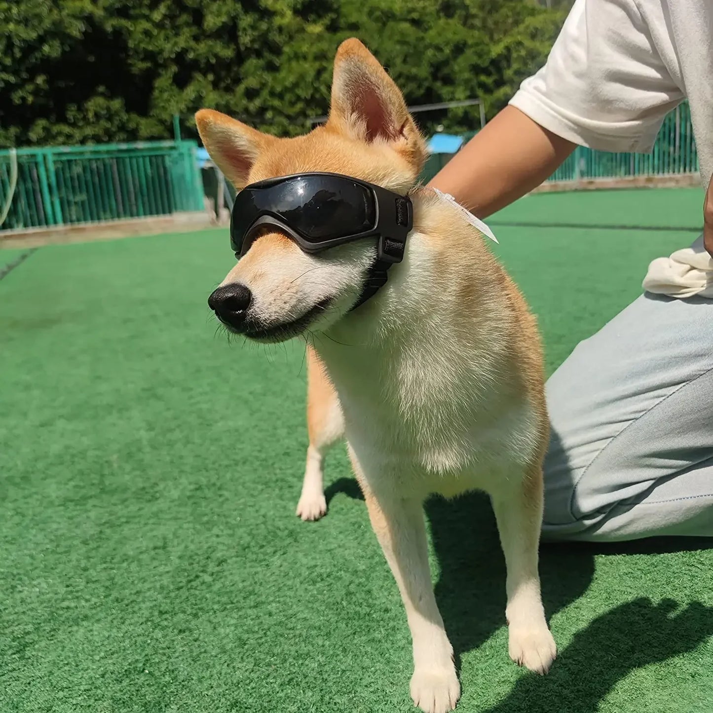 Dog Sunglasses for Small Breed Riding/Driving