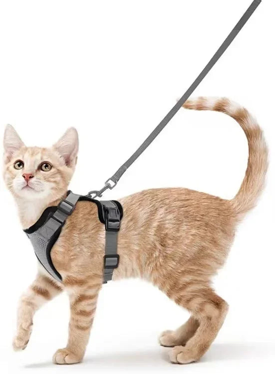 Cat Harness and Lead