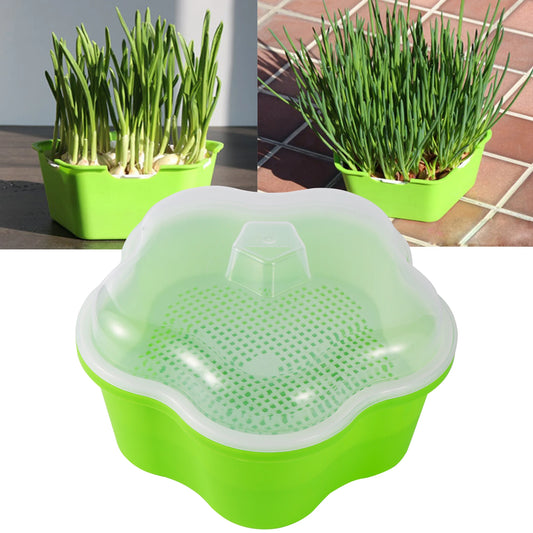 Wheat Grass Sprouting Box