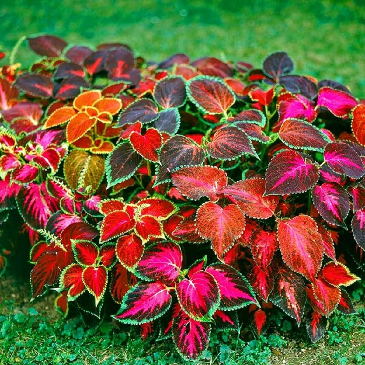 Rainbow Coleus Seeds