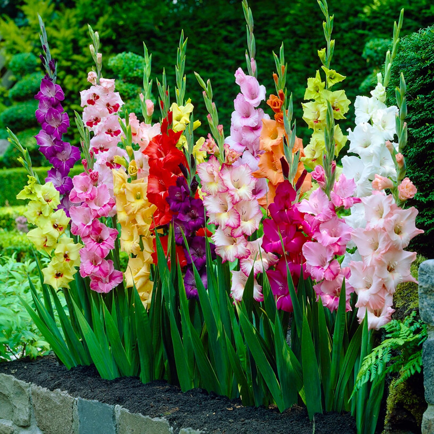 Mixed Gladiolus Flower Seeds for Planting