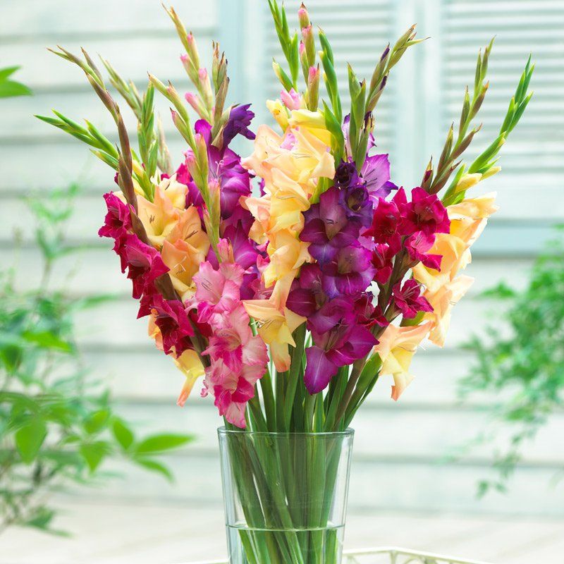 Mixed Gladiolus Flower Seeds for Planting