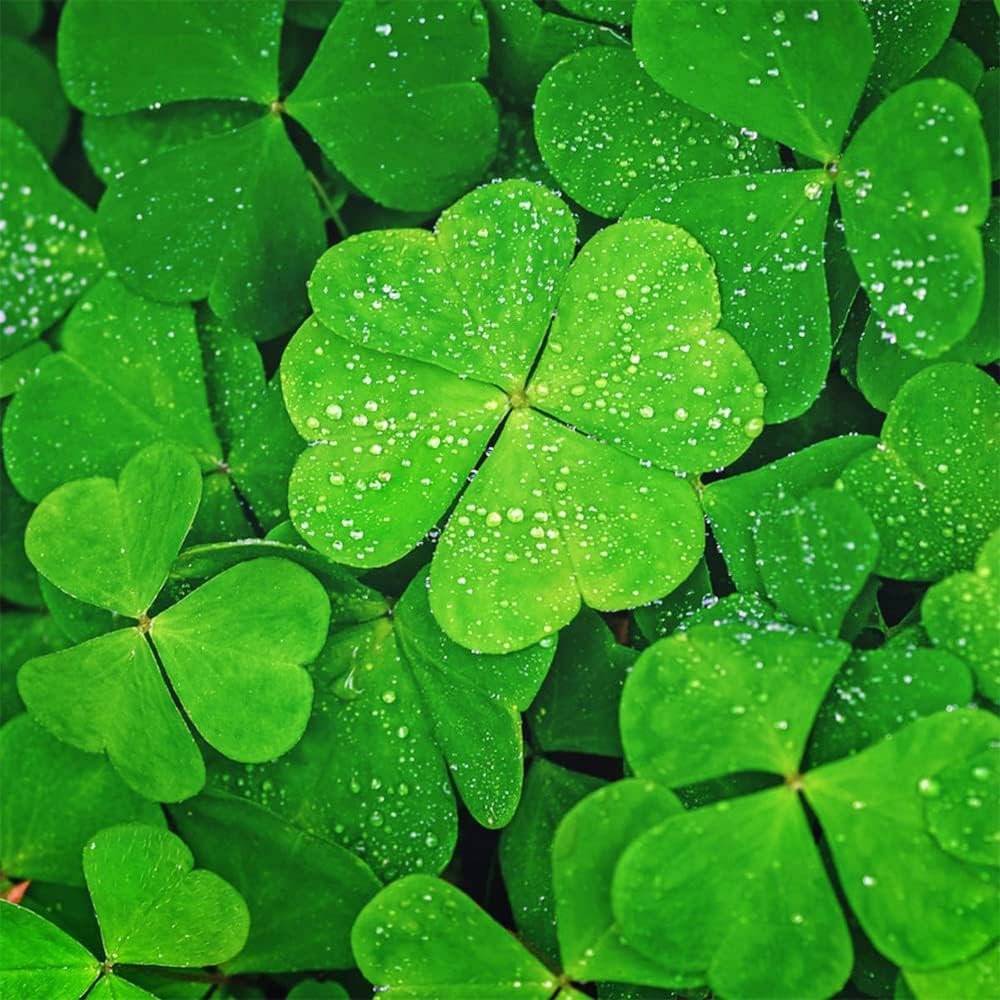 LUCKY Four Leaf Clover Seeds 500 Pcs